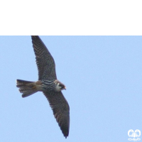 گونه لیل Eurasian Hobby